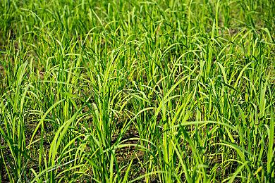 V社6v6射击游戏《Deadlock》更多细节泄露：更类似Dota